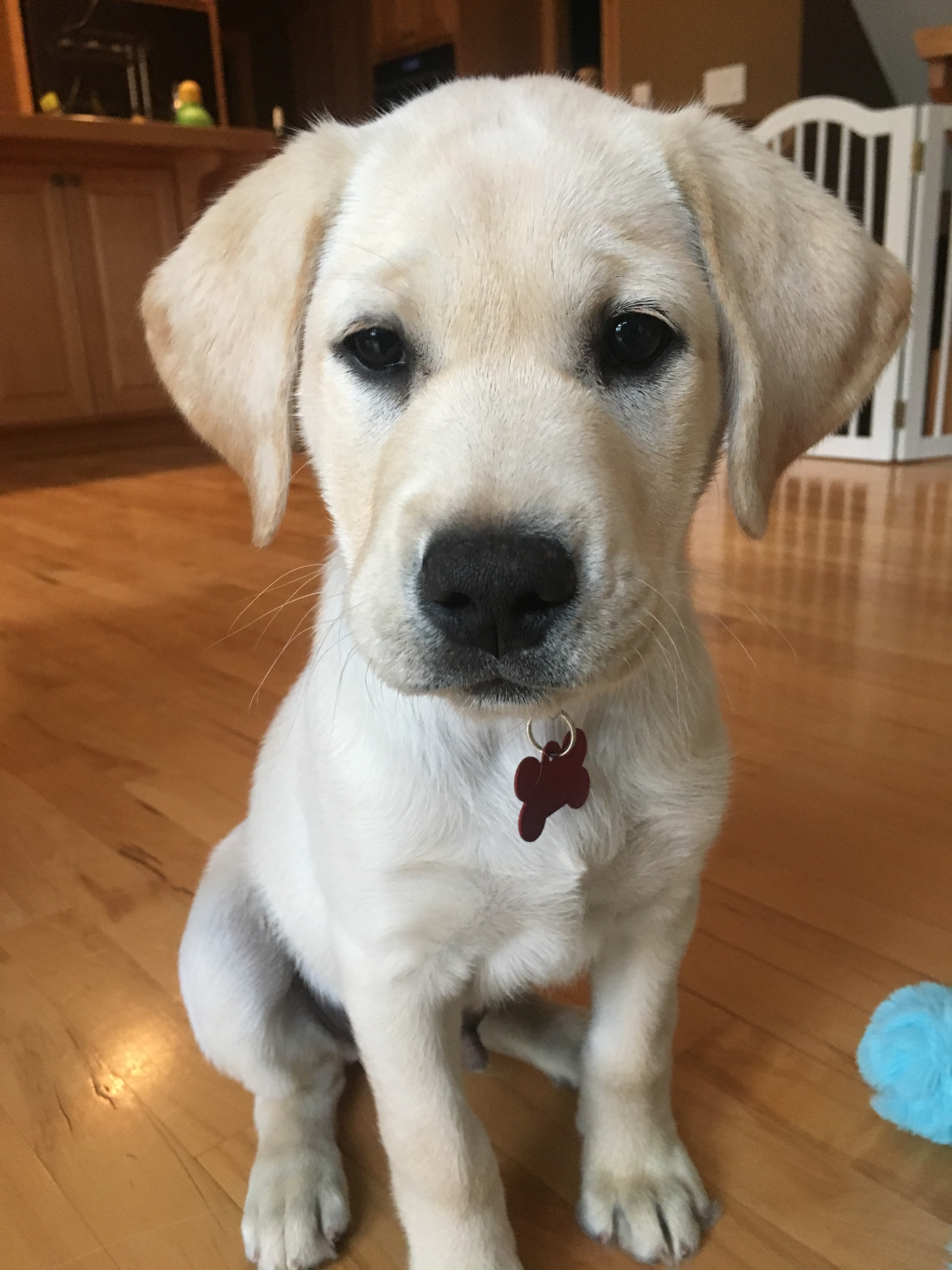 Yellow lab puppy