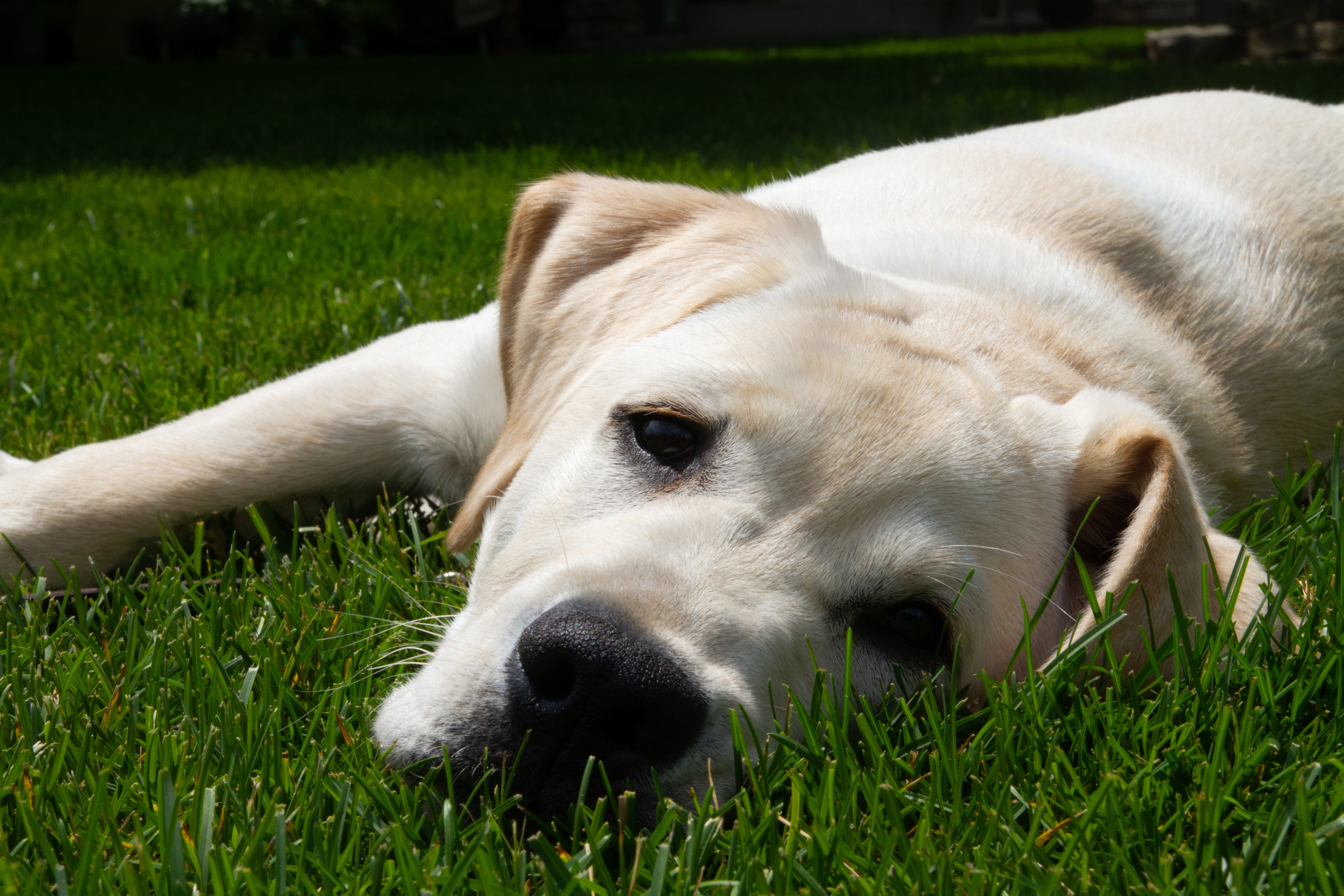 young Labrador looking thoughtful