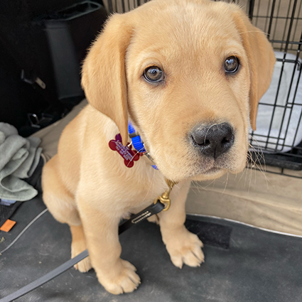 young puppy ready for training